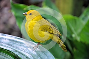 Yellow Bird photo