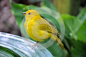 Yellow Bird