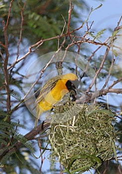 Yellow bird