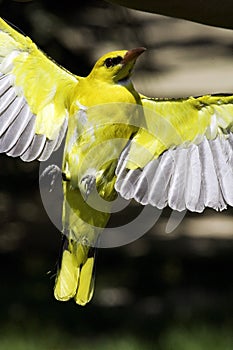 Yellow bird