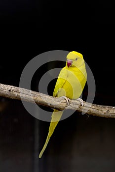 Yellow bird as a pet