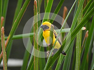 Yellow bird.Asian Golden-Weaver.Ploceus hypoxanthus.