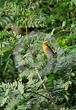 Yellow bird 'baya' photo