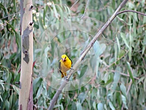 Yellow Bird