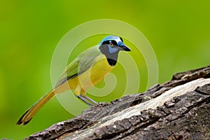 Yellow Bird, black blue head, wild nature. Wildlife Mexico. Green Jay, Cyanocorax yncas, wild nature, Belize. Beautiful bird from photo