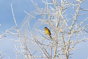 Yellow bird on the branches covered with frost on the blue sky background