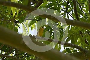 Yellow bird on branches of a tree in tropical climate, Caroni river and mountains on background of image.
