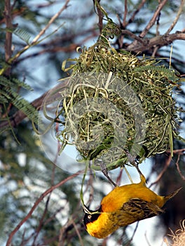 Yellow bird building his house