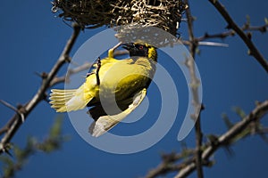 Yellow bird building his nest