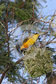 Yellow bird building his nest