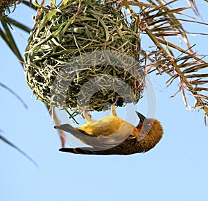 Yellow bird. Cape Weaver.