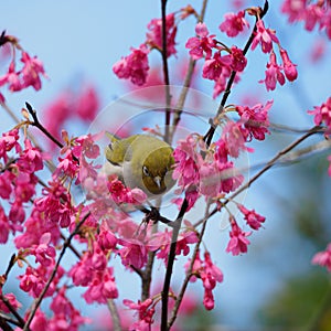 a yellow bird on Cherry blossoms at hongkong Kadoorie Farm and Botanic Garden