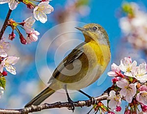 yellow Bird colorful songbird in Cherry Blossoms