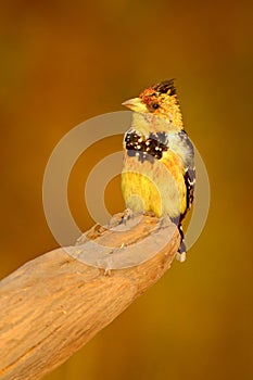 Yellow bird Crested Barbet, Trachyphonus vaillantii, Chobe National Park, Botswana. Wildlife scene from nature. Bird on the tree b photo