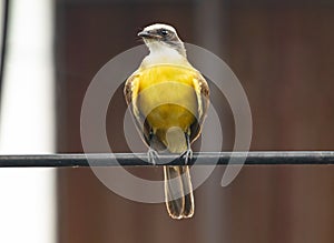 Yellow Bird. El Salvador, Central America. photo