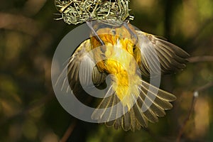 Yellow bird entering nest