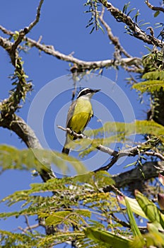 yellow bird flapping its wings