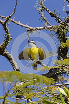 Yellow bird flapping its wings