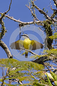 Yellow bird flapping its wings