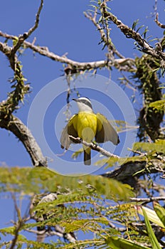 Yellow bird flapping its wings