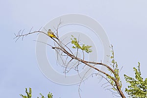 Yellow bird on tree branch photo