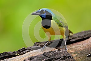Yellow Bird Green Jay, Cyanocorax yncas, wild nature, Belize