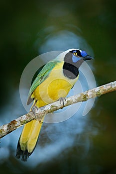 Yellow Bird Green Jay, Cyanocorax yncas, wild nature, Belize. Beautiful bird from South America. Birdwatching in Ecuador. Jay sit photo