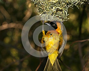 Yellow bird hanging around