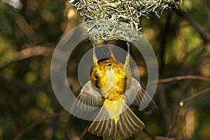 Yellow bird hanging high in air from nest