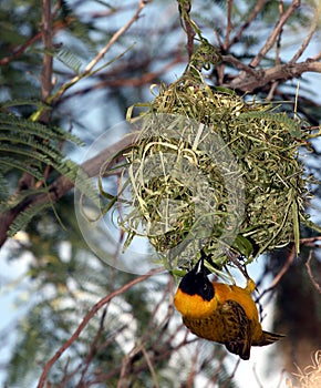 Yellow bird hanging high in air from nest