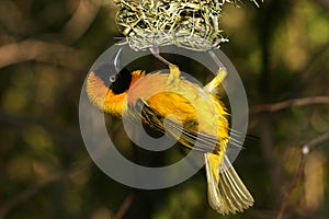 Yellow bird holding on to nest
