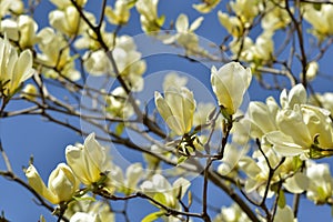 Yellow bird magnolia