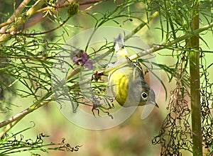 Yellow Bird Nashville Warbler