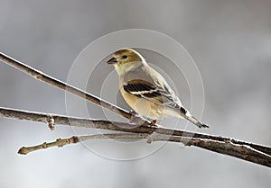 Yellow bird in nature during winter