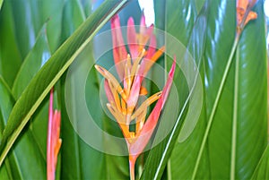 Yellow of Bird of paradise flower