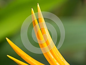 Yellow Bird of Paradise Flower