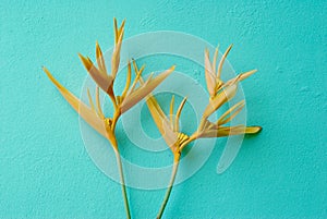 Yellow of Bird of paradise flower