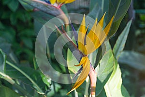 Yellow Bird of paradise flower (Strelitzia reginae) in the garden with green leaves background