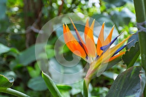 Yellow Bird of paradise flower (Strelitzia reginae) in the garden with green leaves background