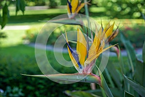 Yellow Bird of Paradise flower, Strelitzia reginae, on green garden background