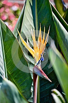 Yellow Bird of paradise flower surrounded by greenery under sunlight with a blurry background