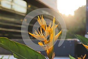 Yellow Bird of paradise.