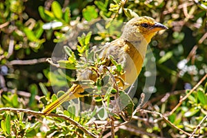 Yellow bird patched on a tree