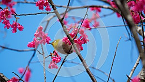 Yellow bird perched atop a beautiful flowering cherry blossom tree in Hong Kong's Kadoorie Farm