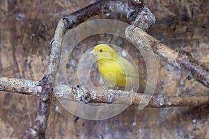 Yellow bird are sitting on branch in cage