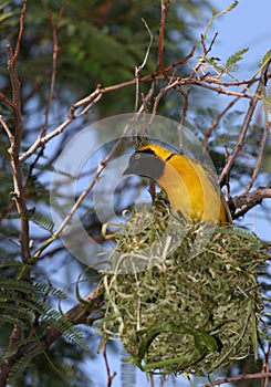 Yellow bird sitting high in air on nest