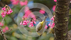 the yellow bird is sitting on a twig branch by the pink flowers