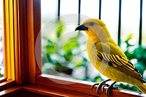 A yellow bird sitting on a window sill.