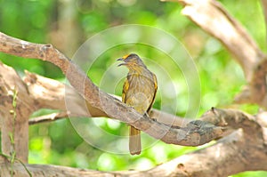 Yellow Bird (Stripe-throated Bulbul)