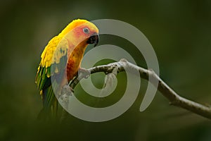 Yellow bird. Sun Parakeet, Aratinga solstitialis, rare parrot from Brazil and French Guiana. Portrait yellow green parrot with red